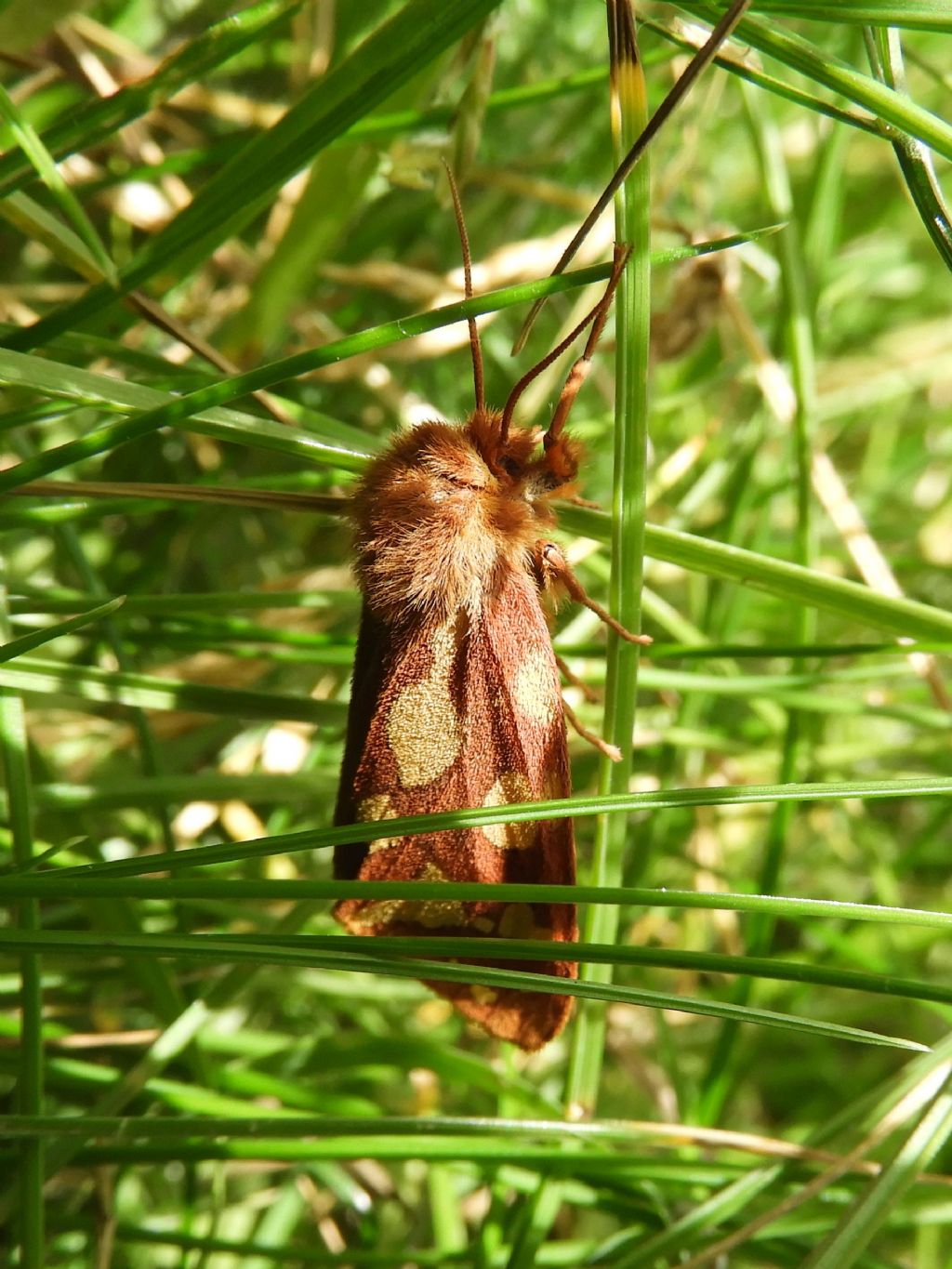 Arctidae Lessinia